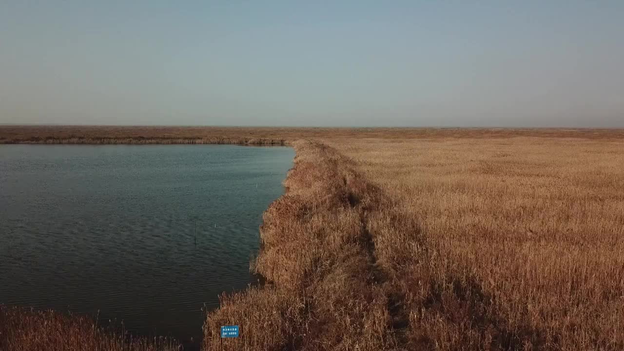 杭州湾湿地 芦苇 动物 水上廊桥视频下载