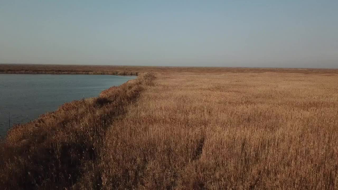 杭州湾湿地 芦苇 动物 水上廊桥视频素材