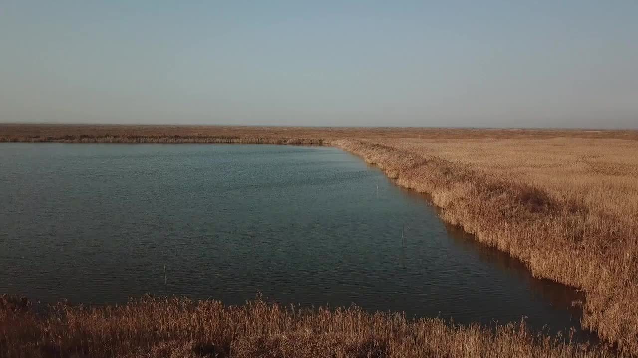 杭州湾湿地 芦苇 动物 水上廊桥视频下载