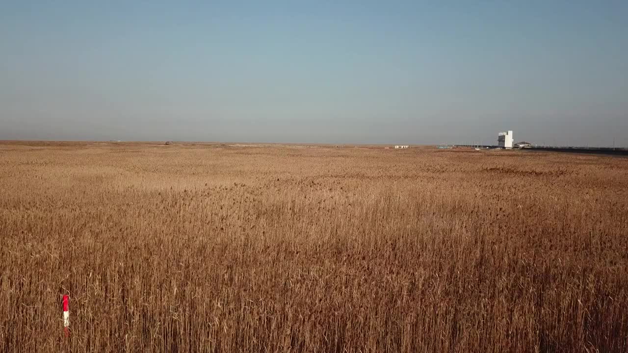 杭州湾湿地 芦苇 动物 水上廊桥视频素材