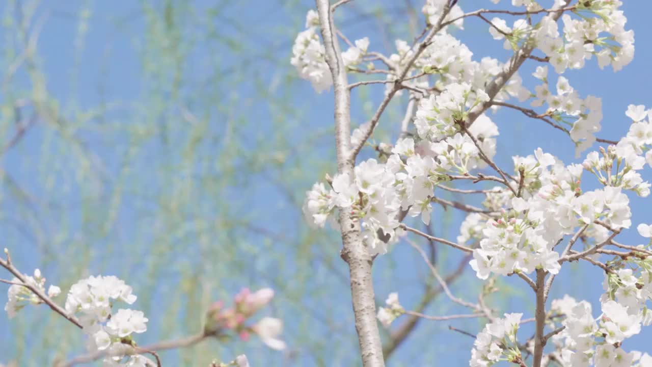 樱花树与蓝色的天空视频素材