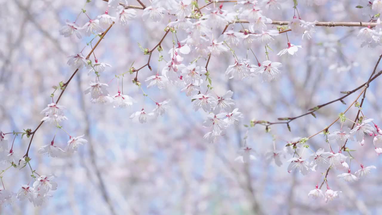 春天阳光下盛开的樱花视频素材