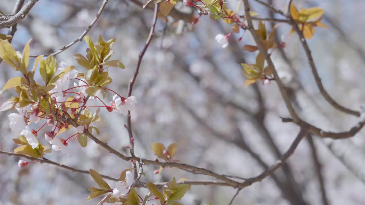 玉渊潭公园盛开的樱花视频素材