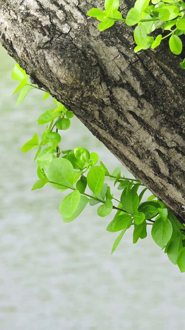 从树干上长出的绿叶视频素材