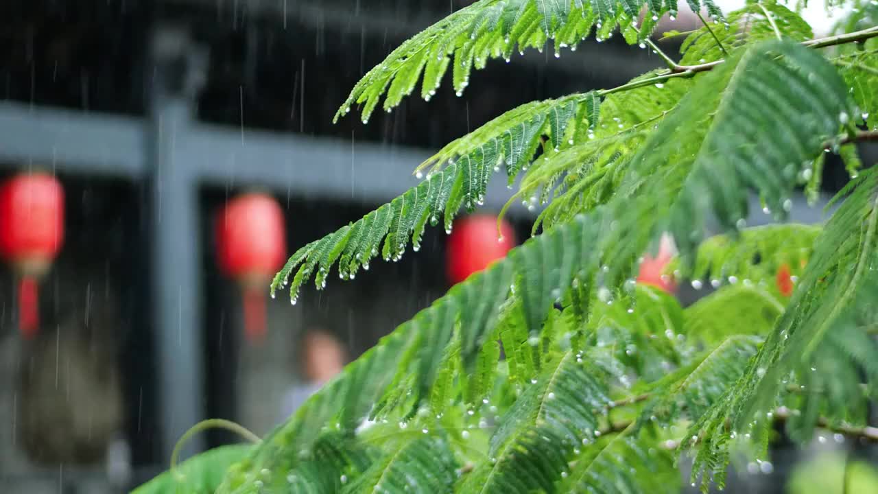 下雨天古城里人来人往古建筑旁的凤凰木叶子滴着水珠雨水沥沥下着打在树叶上发出沙沙的声音烟雨迷蒙的感觉视频素材