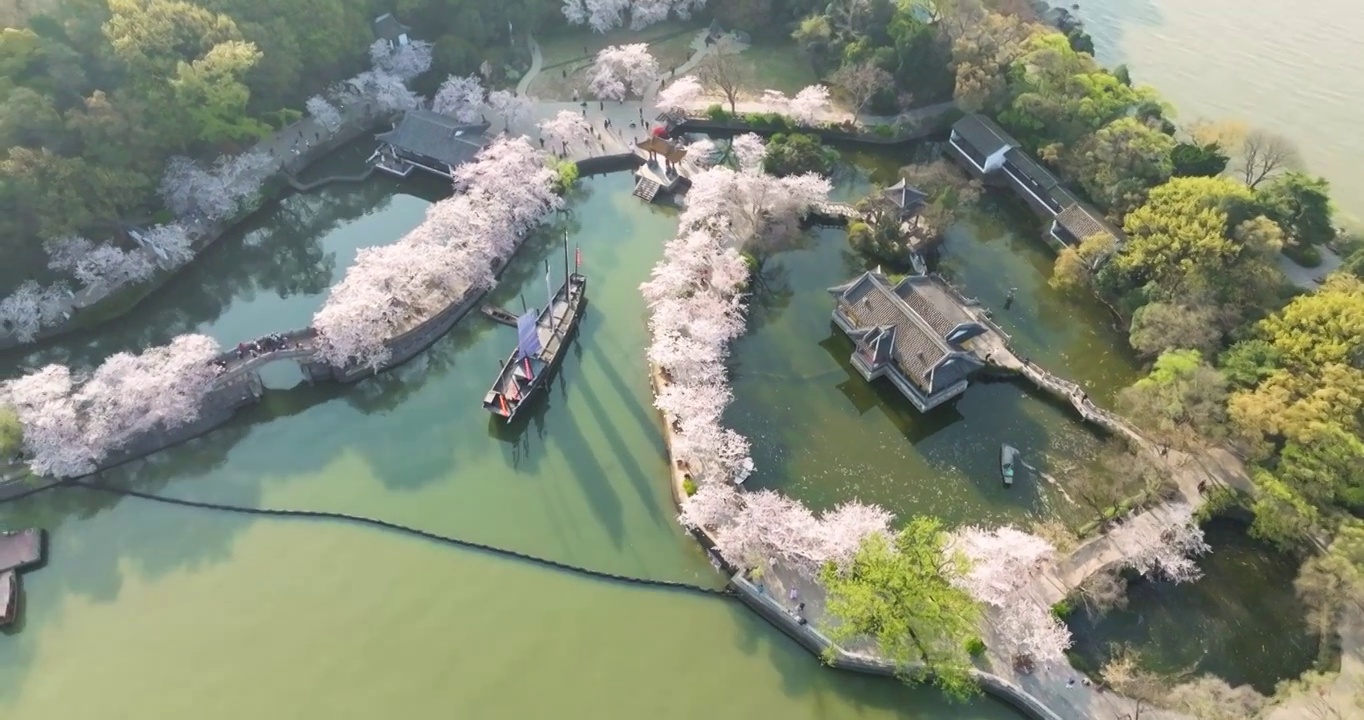 世界三大赏胜地无锡市太湖鼋头渚风景区长春桥樱花太湖风光视频素材