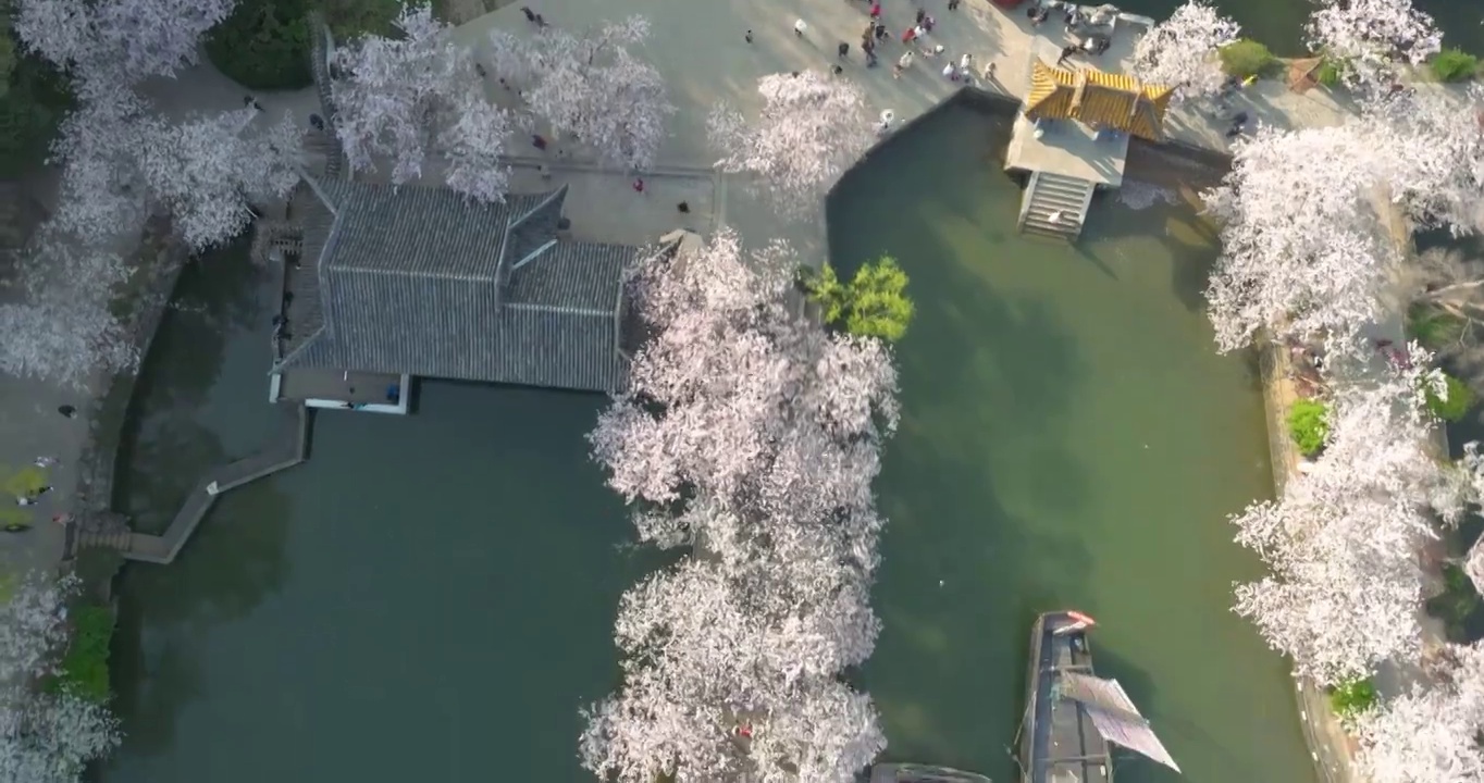 世界三大赏胜地无锡市太湖鼋头渚风景区长春桥樱花太湖风光视频素材