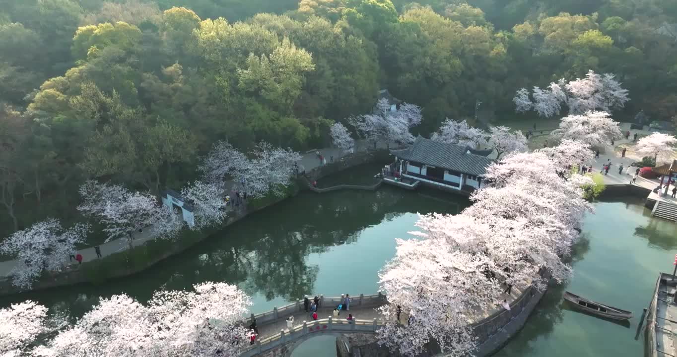 世界三大赏胜地无锡市太湖鼋头渚风景区长春桥樱花太湖风光视频素材