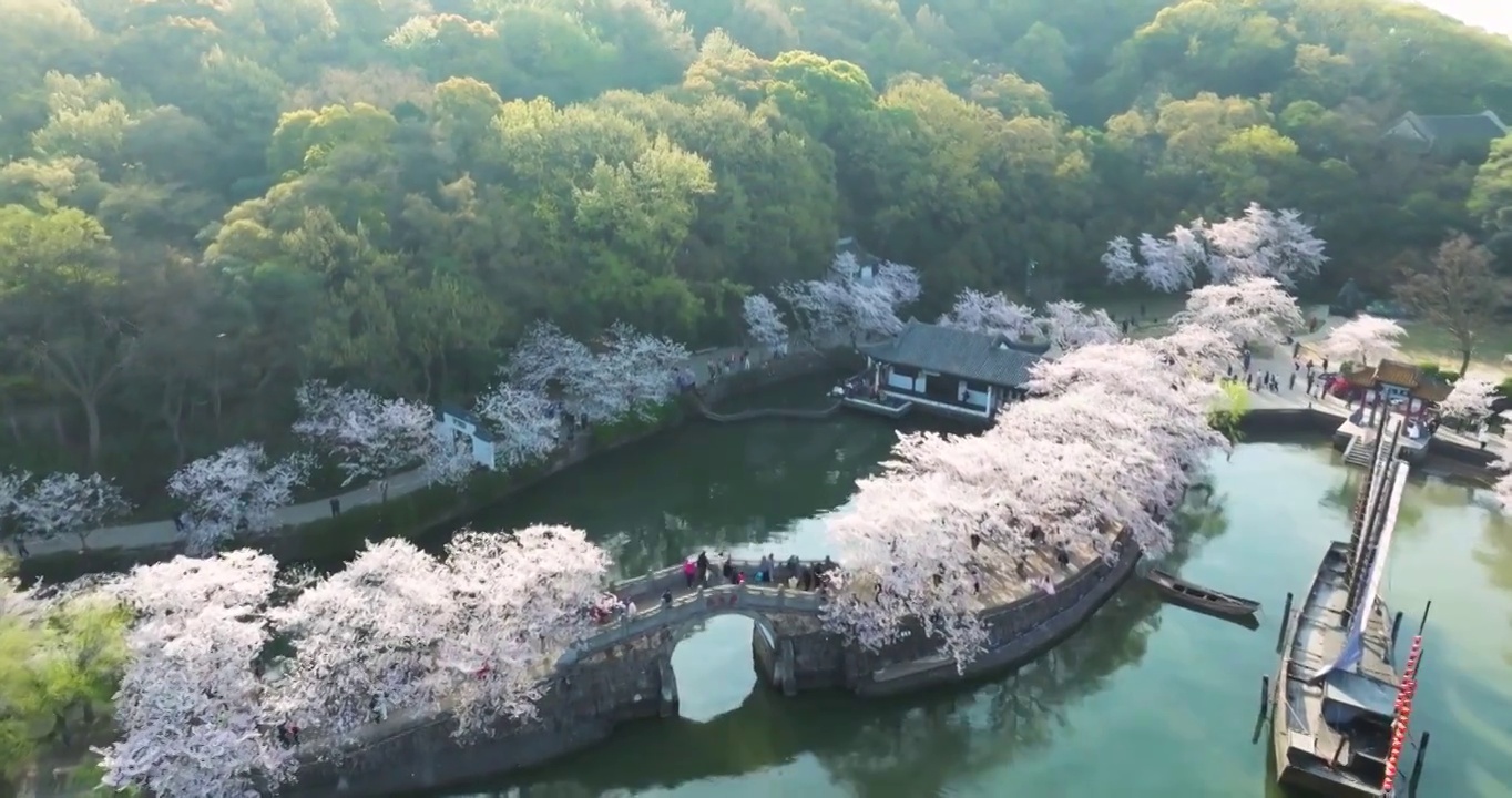 世界三大赏胜地无锡市太湖鼋头渚风景区长春桥樱花太湖风光视频素材