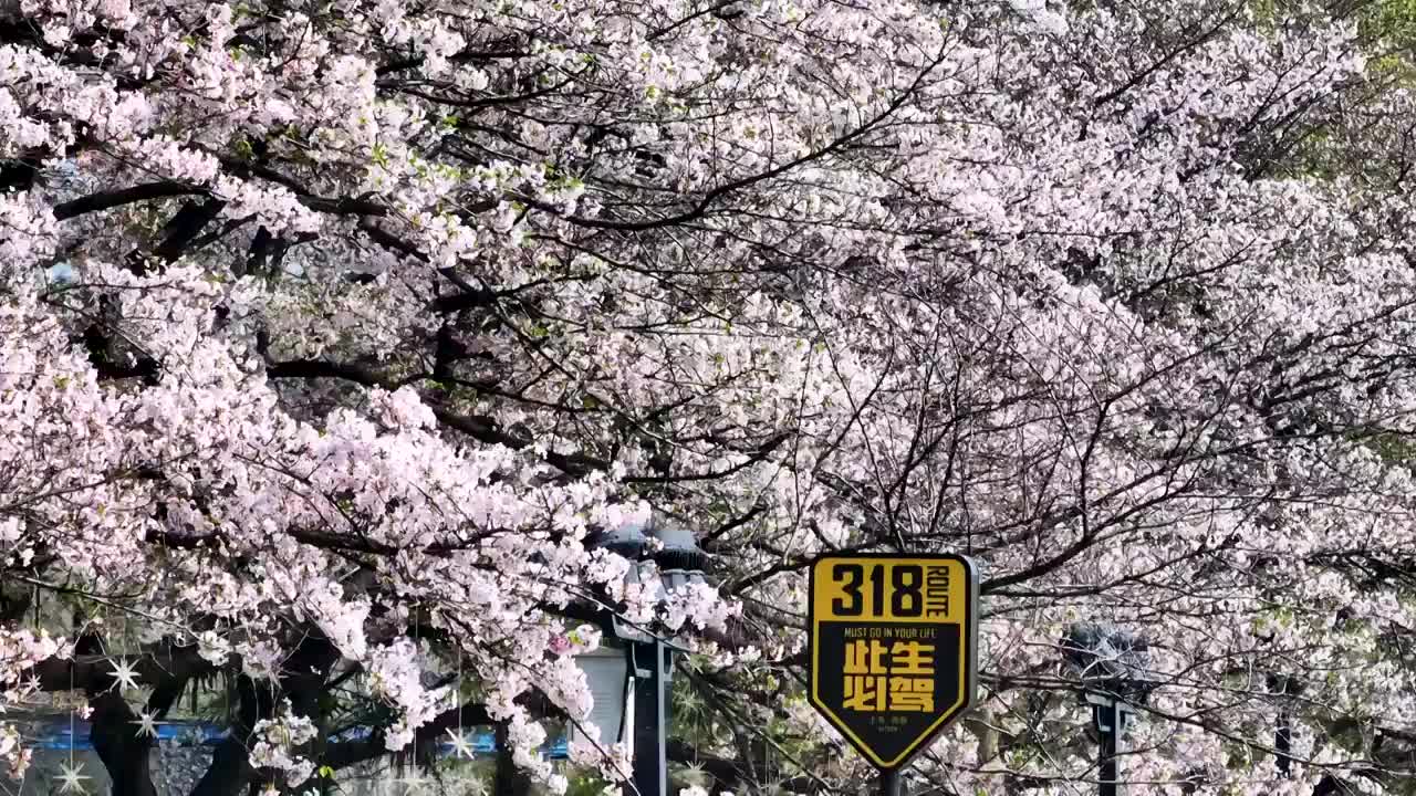 航拍武汉春天城市街景盛开的樱花视频素材