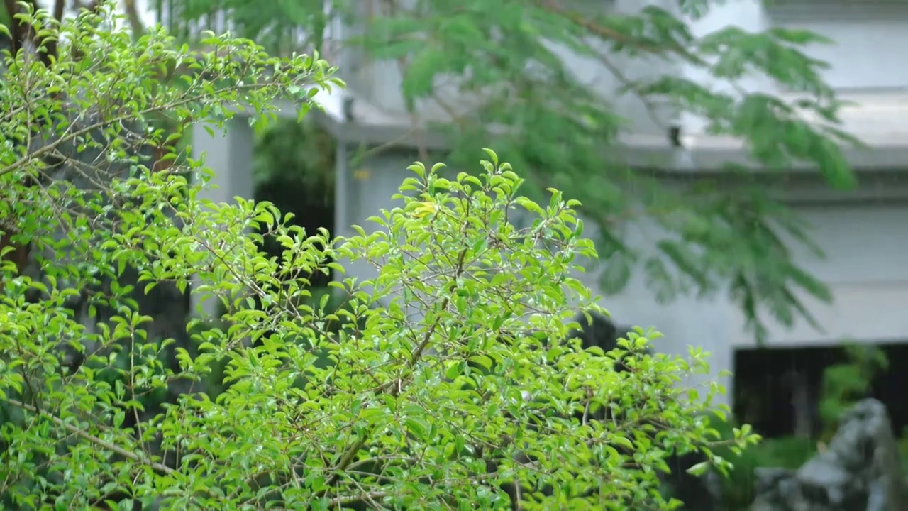 南方春天雨季下雨天树林里的树木吸收着雨水凤凰木叶子滴着美丽晶莹水珠雨水沥沥打在树叶上烟雨迷蒙的感觉视频素材