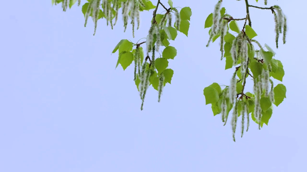 【8K】北京春天飞舞的杨絮视频素材