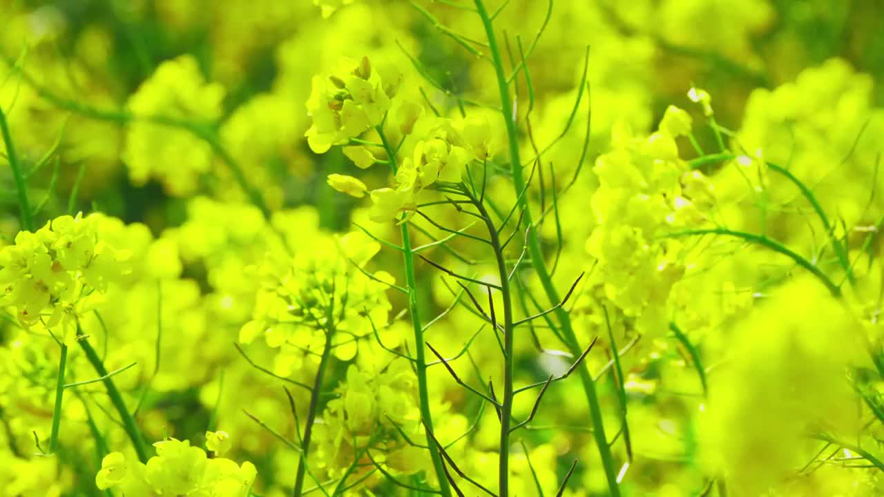 盛开的油菜花特写视频素材