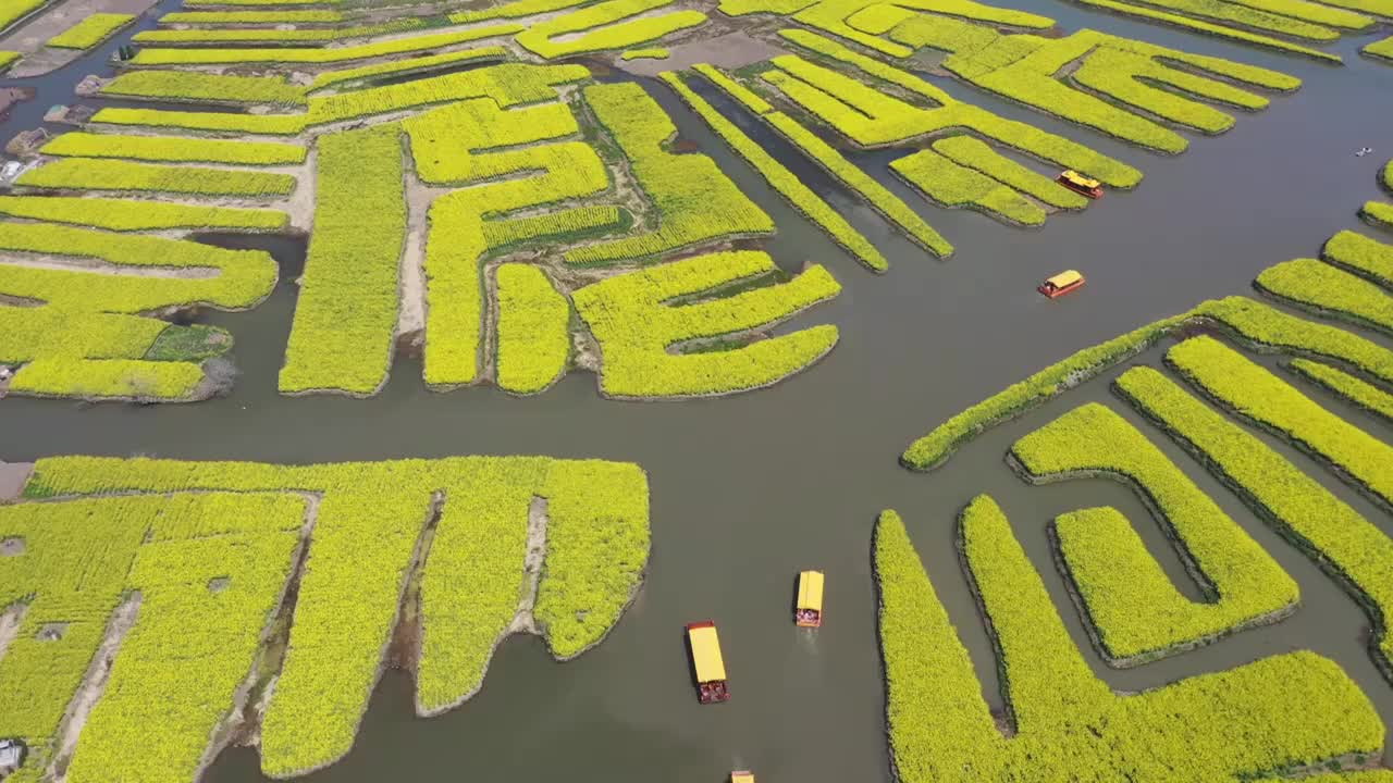 航拍江苏泰州兴化市千垛菜花景区美丽春光视频素材