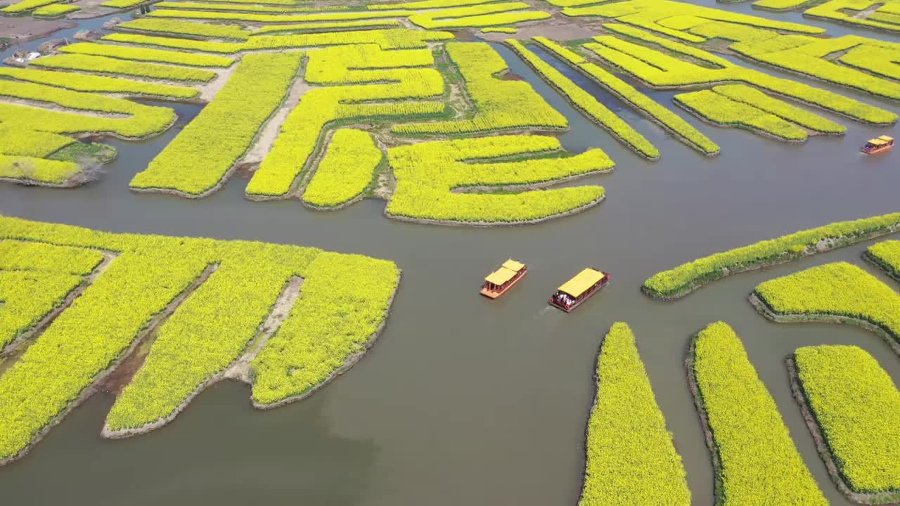 航拍江苏泰州兴化市千垛菜花景区美丽春光视频素材