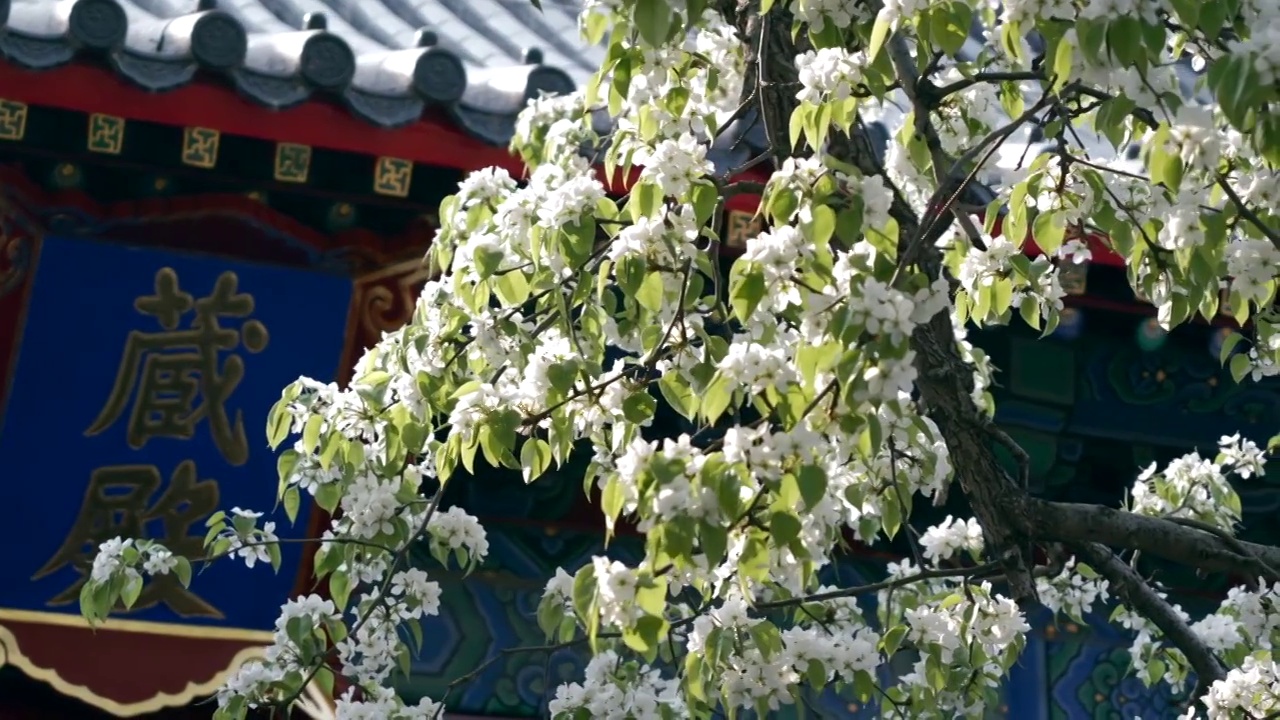 北京智化寺春天梨花盛开视频素材