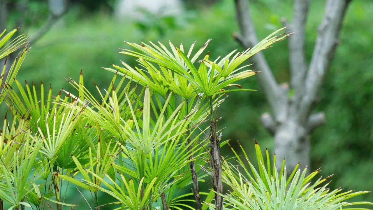 早春时节万物生长植物嫩绿叶子随风飘舞生机勃勃春风轻轻地吹拂摇摆棕榈树多裂棕竹绿化带植物新叶满眼绿色视频素材