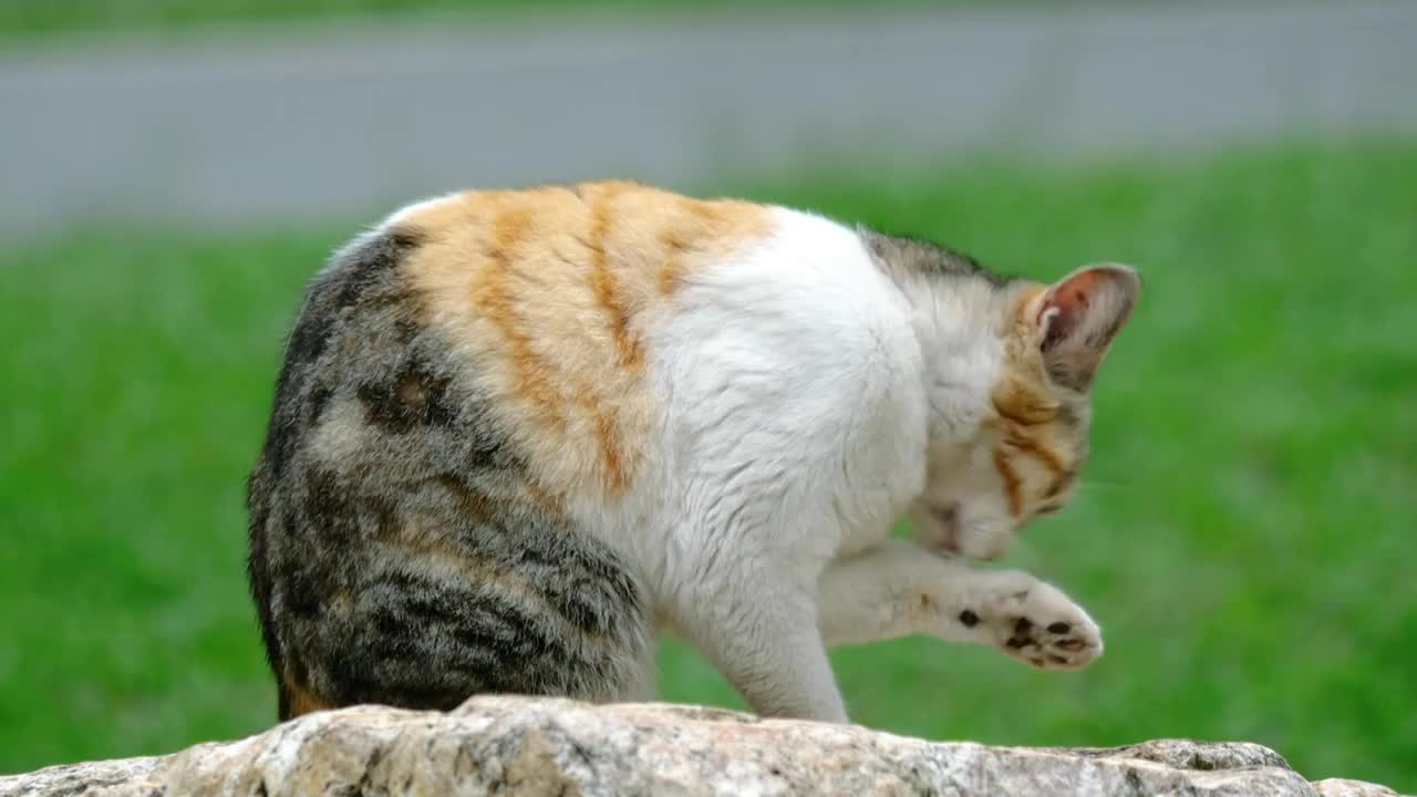 公园角落里一只三花猫正在旁若无人的整理自己的毛发慢慢舔毛中华田园猫咪萌宠流浪猫爱干净实拍视频素材视频素材