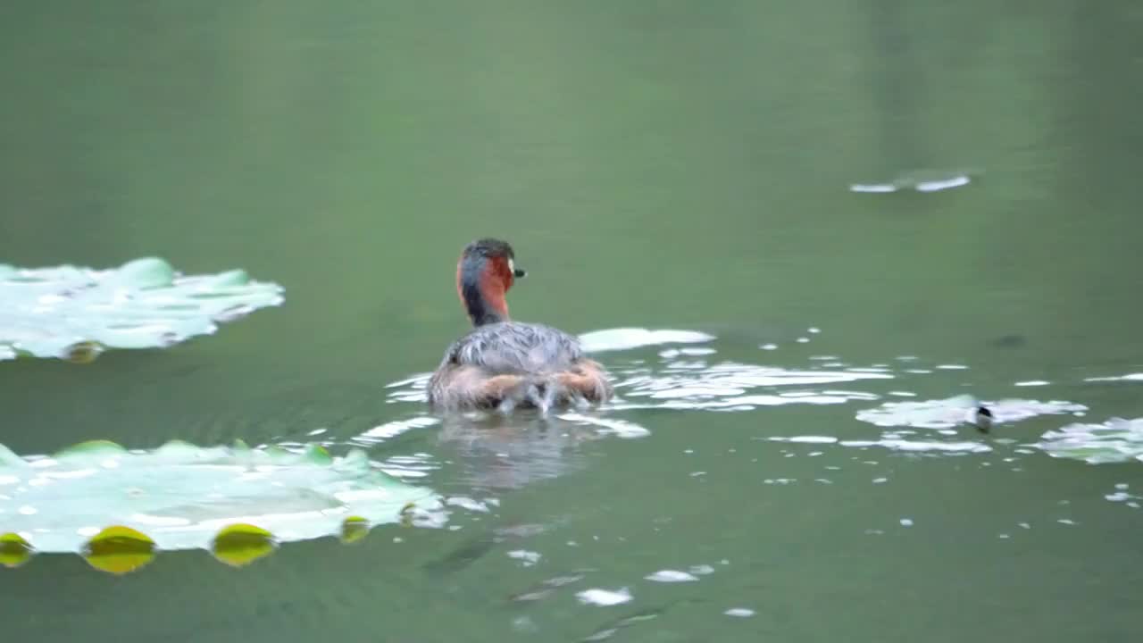 春天万物生长公园荷花池里的水禽小鷿鷈正在到处觅食潜水抓鱼自然森林公园生态保护区生机勃勃鸟类活动频繁视频素材