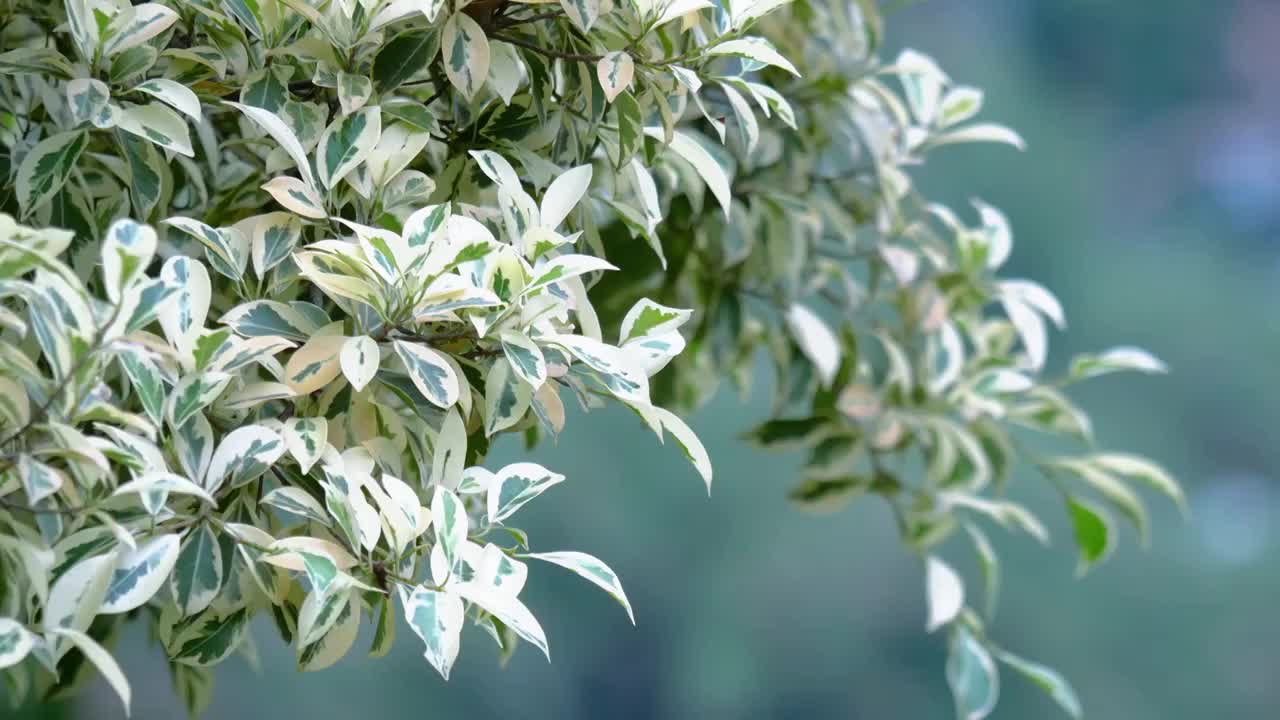 早春时节早上阴天雨后万物生长花叶垂榕植物嫩绿叶子随风飘舞生机勃勃春风轻轻地吹拂绿化带植物新叶满眼绿色视频素材