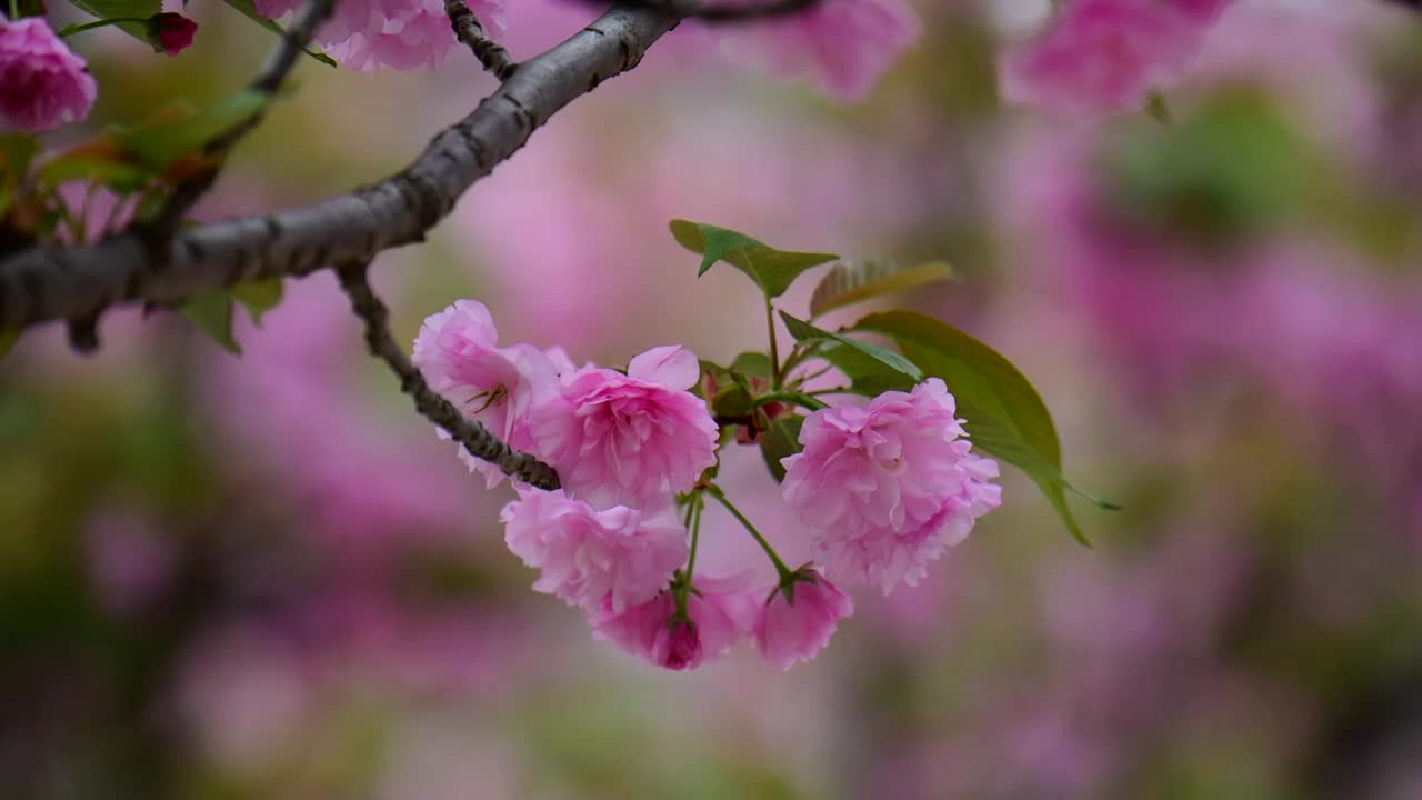 樱花视频素材