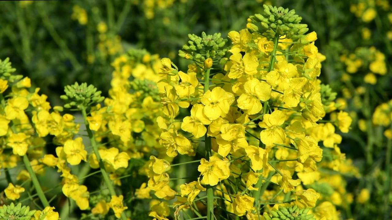 油菜花视频素材