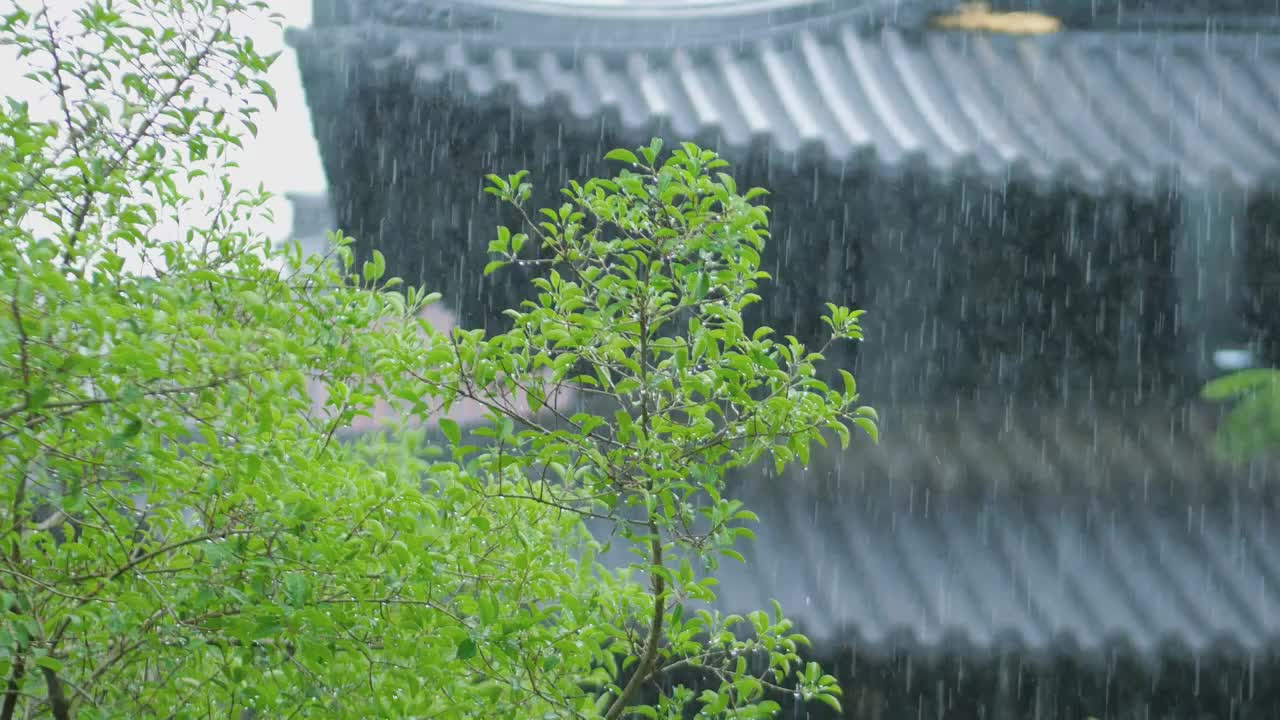 下雨天古城建筑琉璃瓦寺院城楼亭台旁树木叶子滴着水珠雨水沥沥下着打在树叶上发出滴滴答答声音禅修静养空镜视频素材