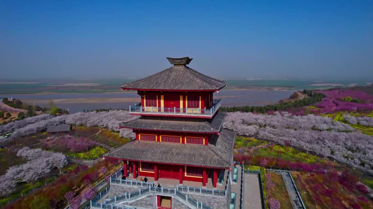 郑州黄河丰乐樱花园樱花博物馆视频素材