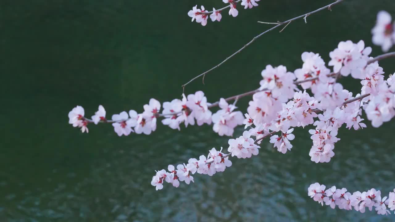 颐和园盛开的山桃花视频素材