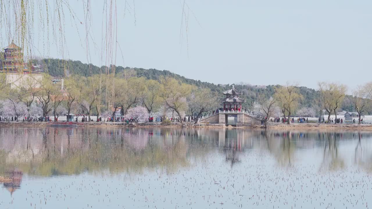 颐和园西提桃花全景视频素材