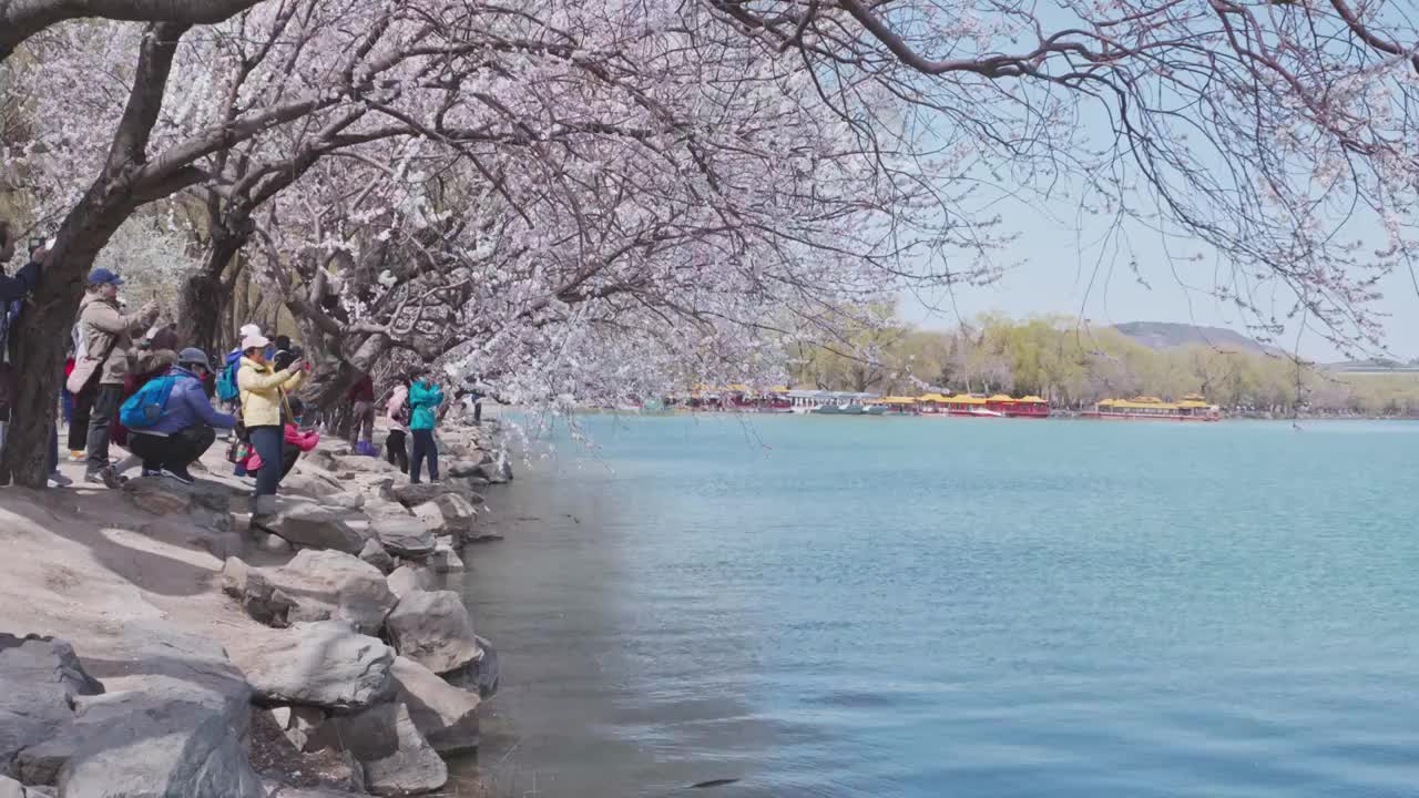 颐和园西提桃花视频素材