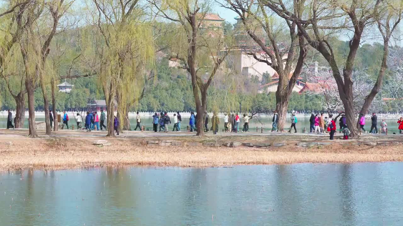 颐和园西提桃花全景视频素材