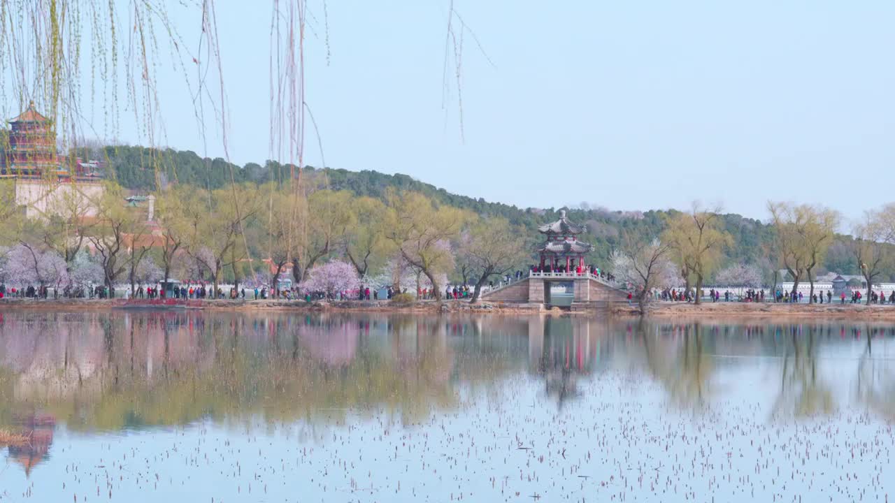 颐和园西提桃花全景视频素材