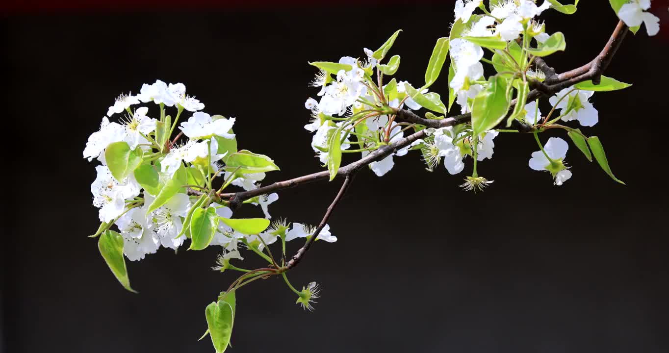 黑色背景的梨花视频素材