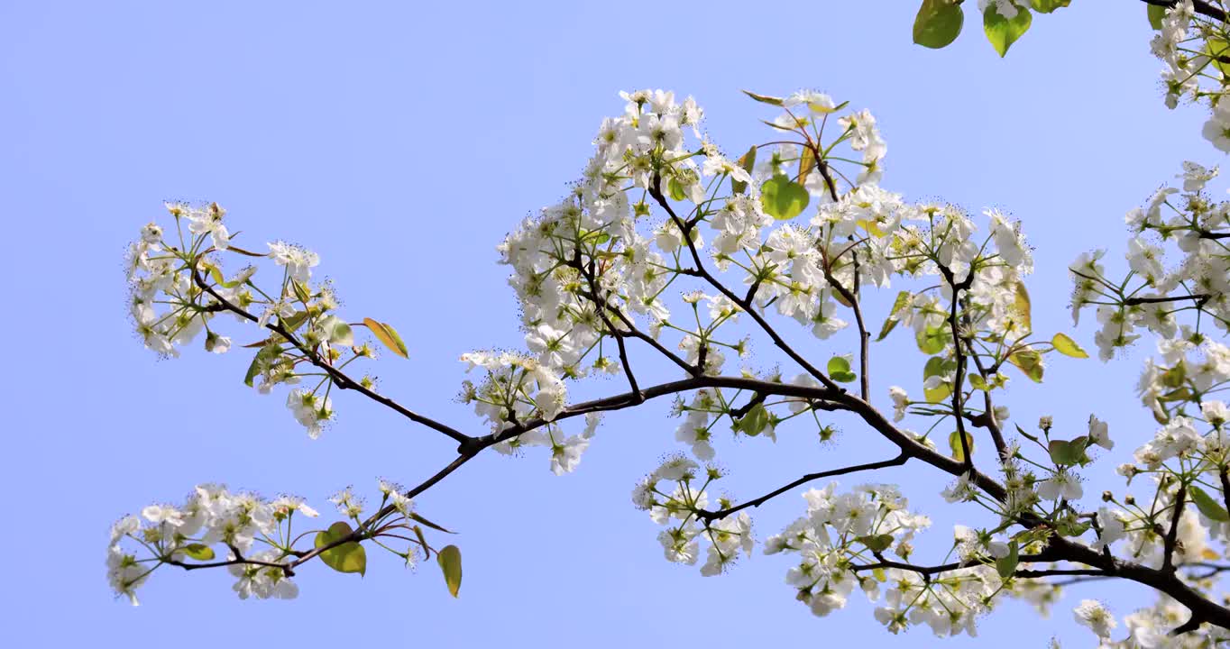 蓝天下的梨花视频素材