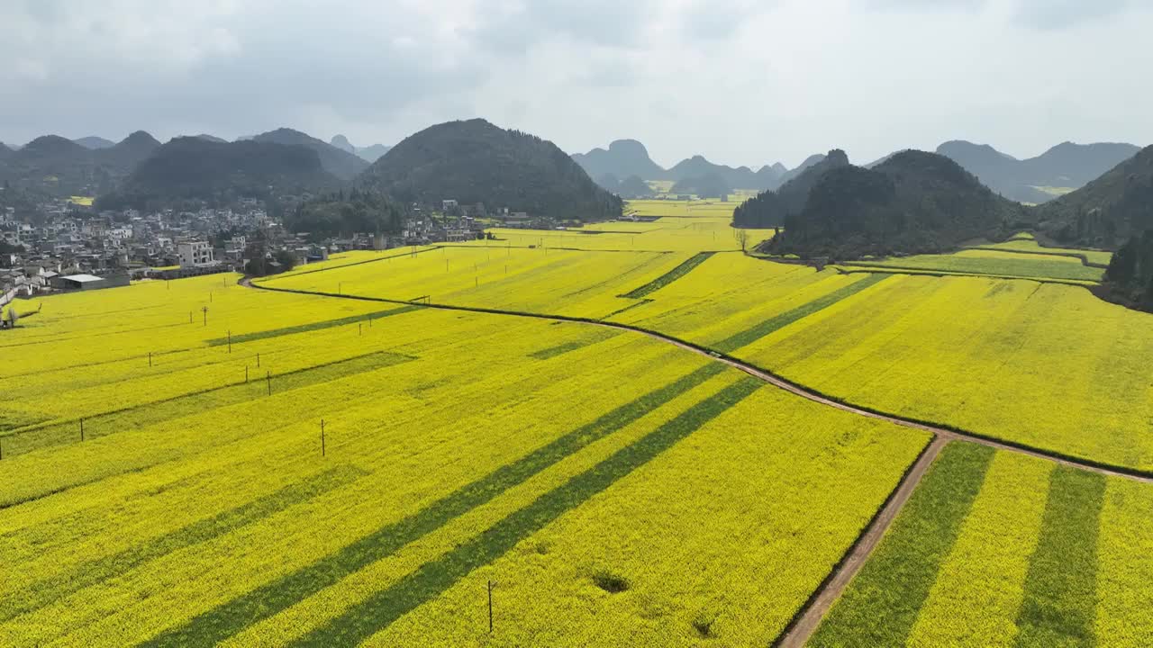 罗平油菜花海视频素材