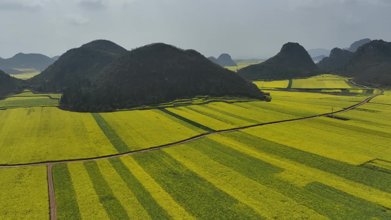 罗平油菜花海视频素材