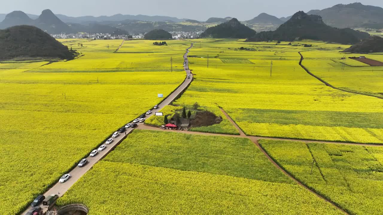 罗平油菜花海视频素材