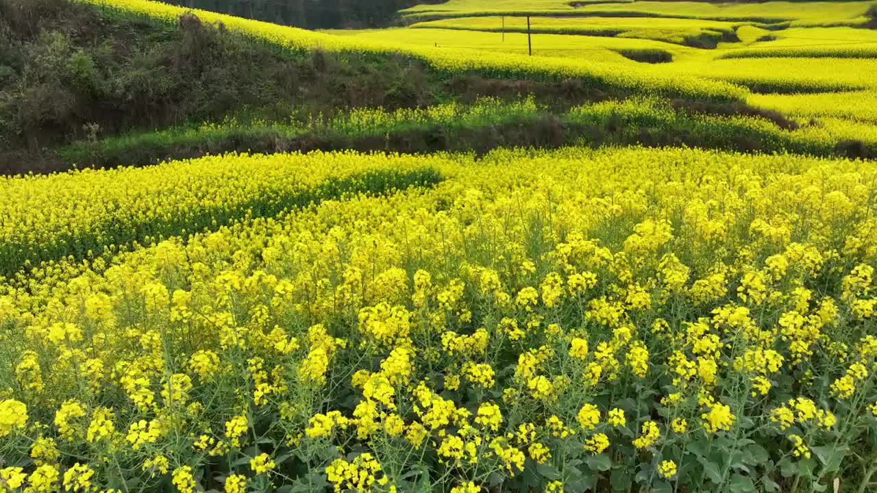 罗平油菜花海视频素材