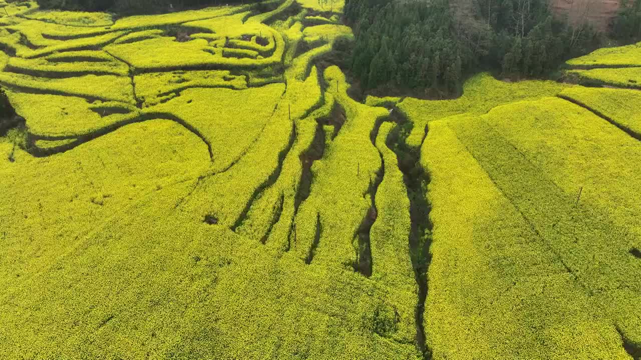 罗平油菜花海视频素材