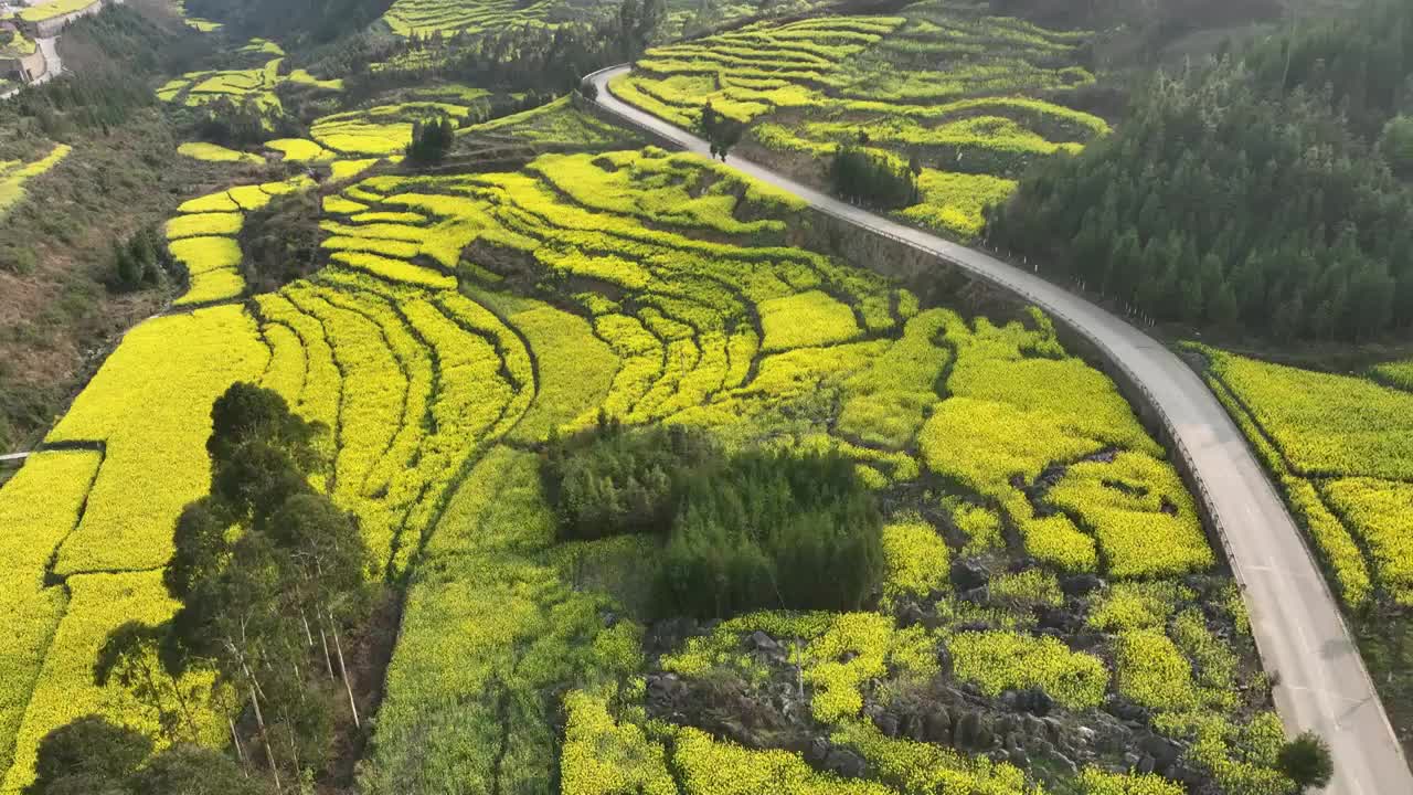 罗平油菜花海视频素材