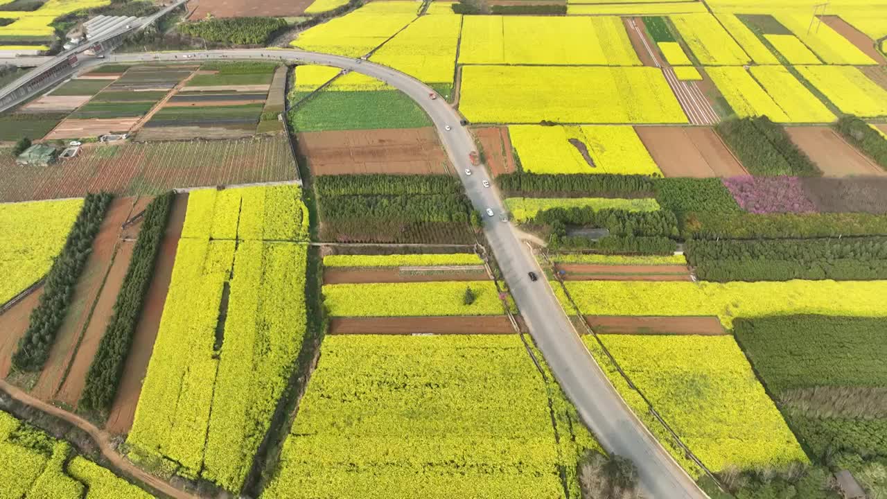 罗平油菜花海视频素材