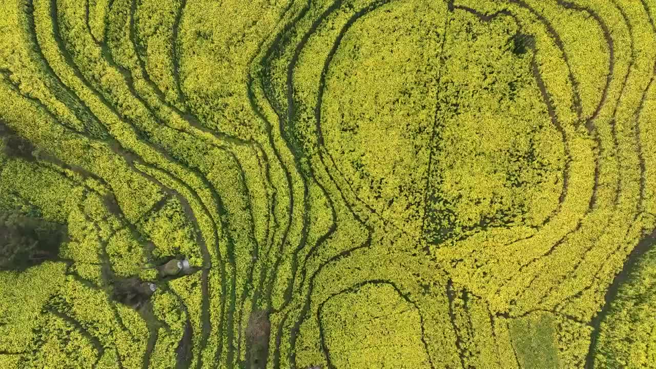 罗平油菜花海视频素材