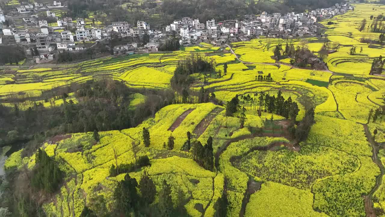 罗平油菜花海视频素材