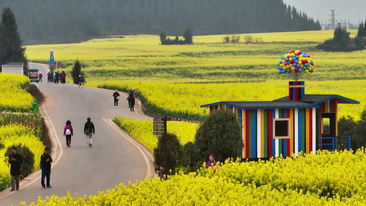 罗平油菜花海视频素材