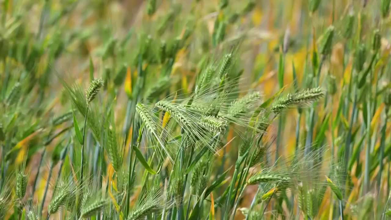 麦浪视频素材