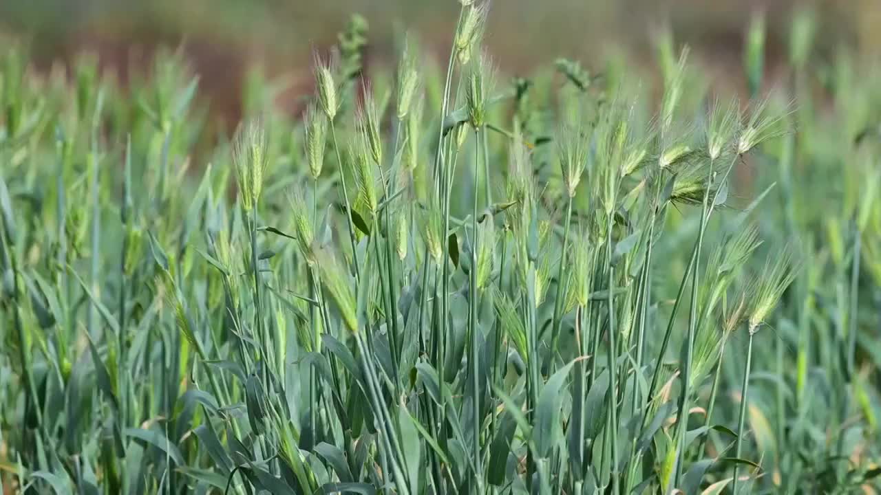 麦浪视频素材