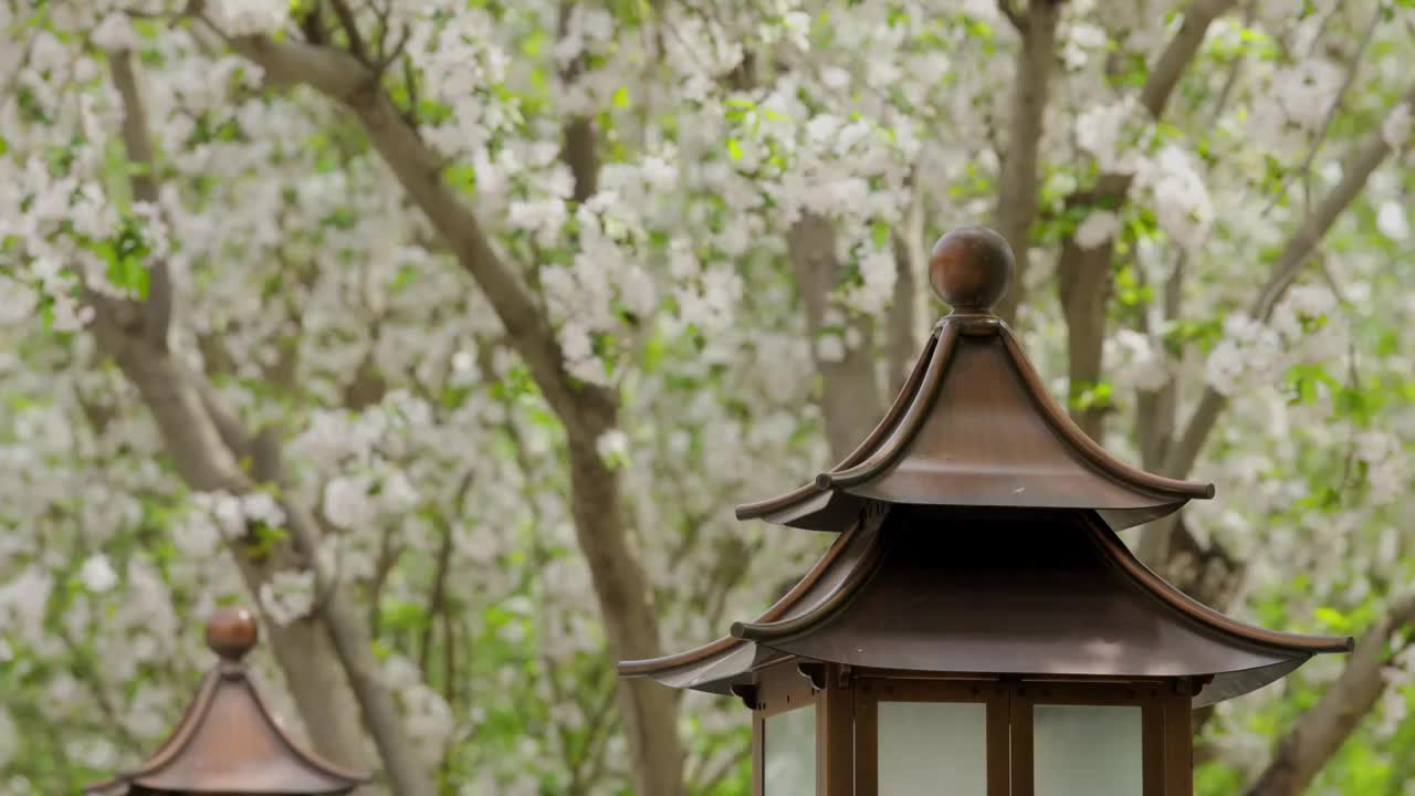 北京故宫文华殿海棠花花海视频素材