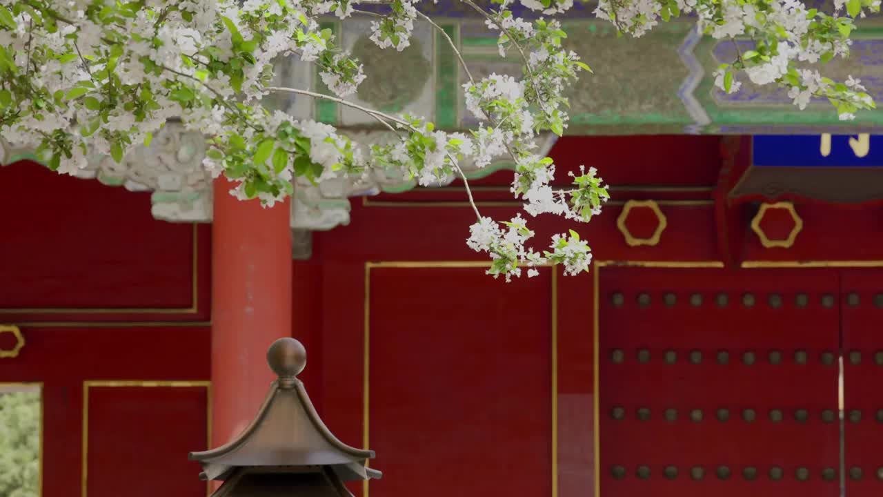 北京故宫文华殿海棠花花海视频素材