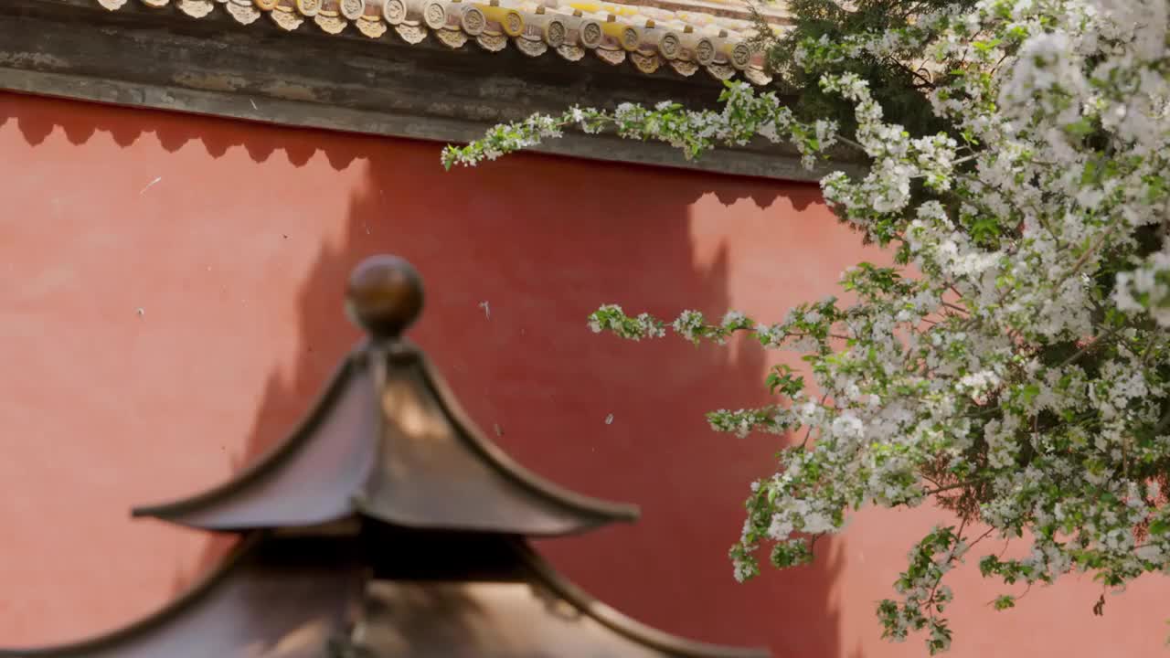 北京故宫文华殿海棠花花海视频素材